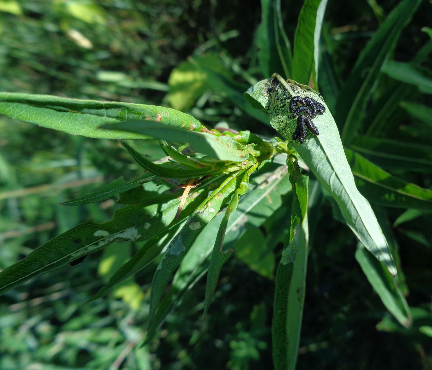 Image of Chamaenerion angustifolium specimen.