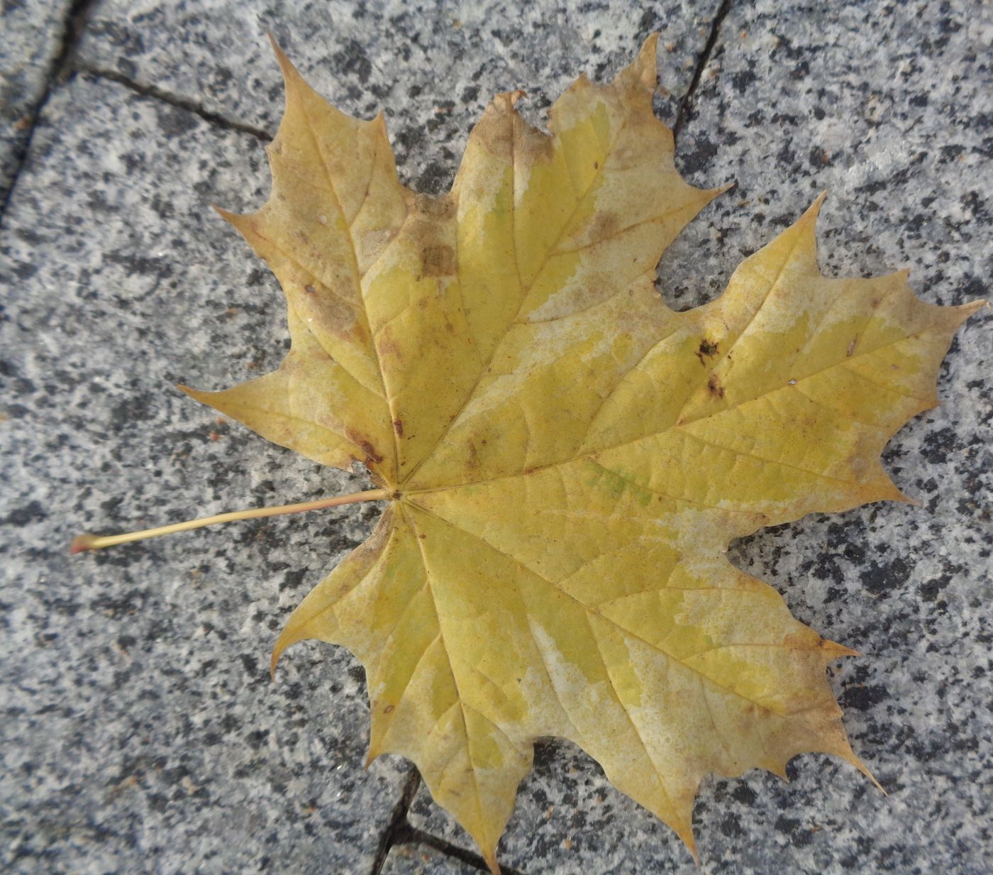 Image of Acer platanoides specimen.