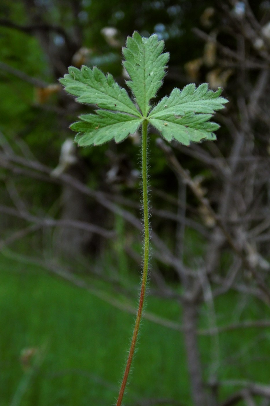 Изображение особи Potentilla caucasica.