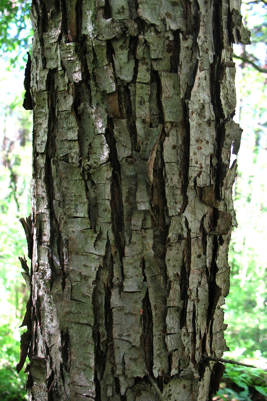 Image of Malus baccata specimen.