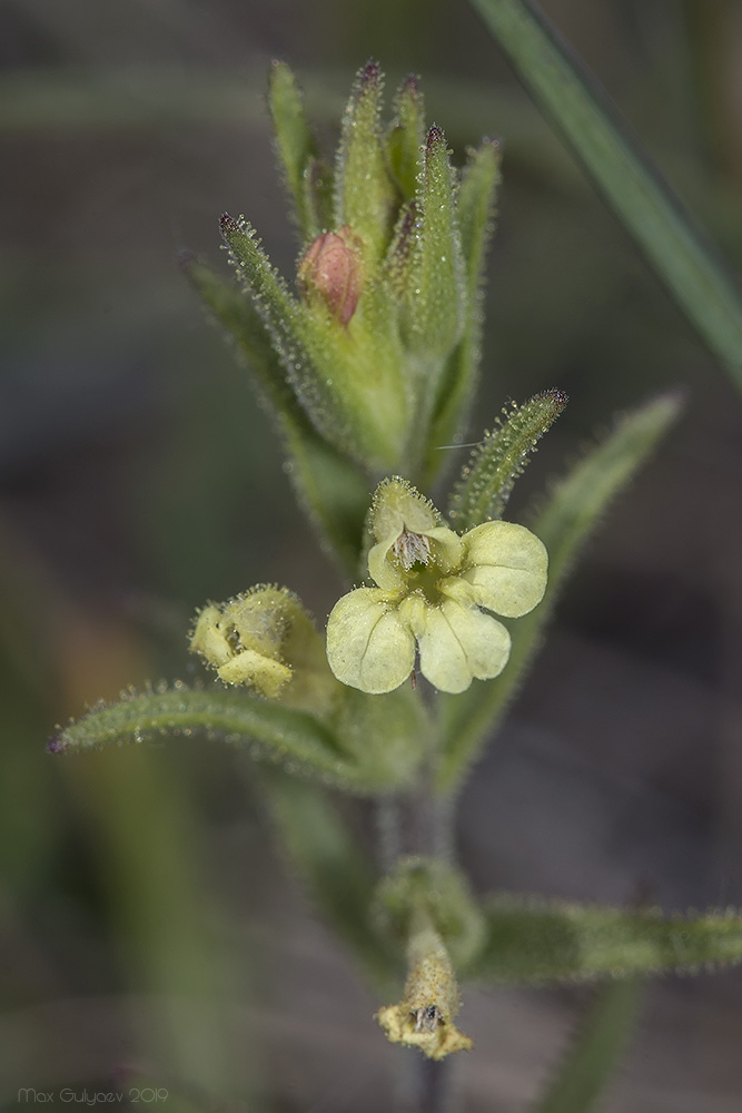 Изображение особи Macrosyringion glutinosum.