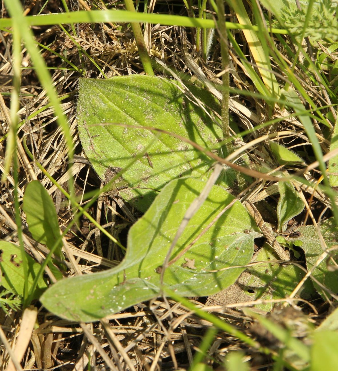 Image of Plantago media specimen.