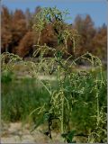 Atriplex sagittata