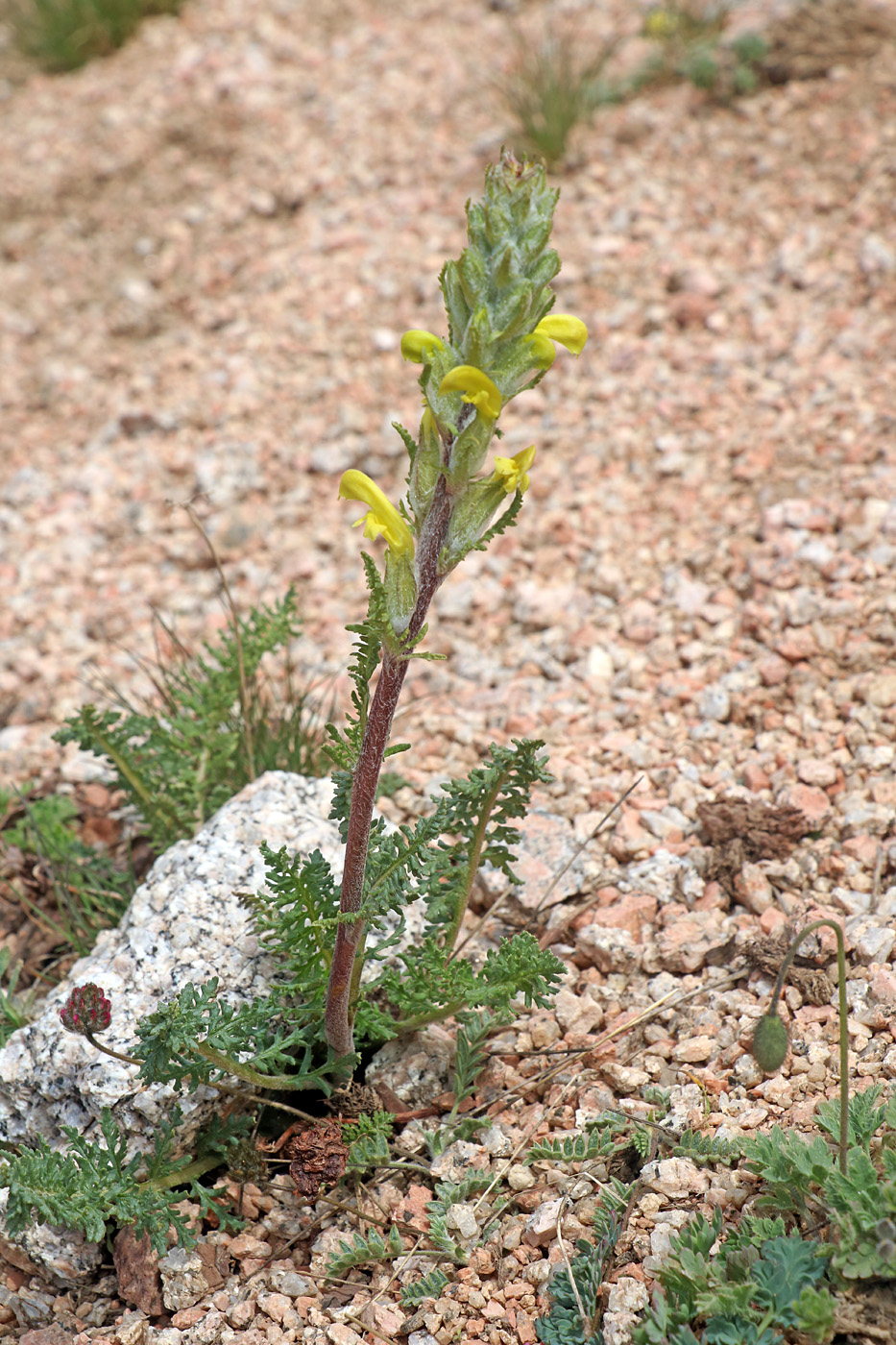 Image of Pedicularis talassica specimen.