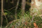 Carex iljinii. Плодоносящее растение. Приморский край, Партизанский р-н, гора Ольховая, выс. 1600 м н.у.м., еловый лес. 30.07.2020.