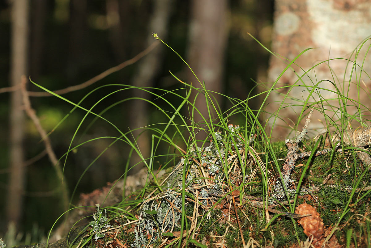 Изображение особи Carex iljinii.