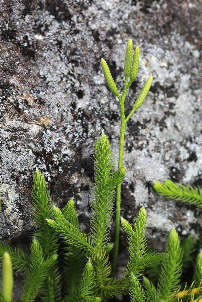 Image of Lycopodium clavatum specimen.