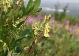 Astragalus secundus