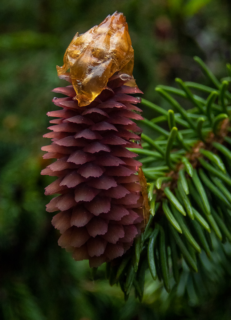 Image of Picea abies specimen.