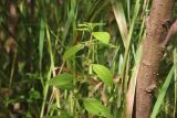 Mentha arvensis