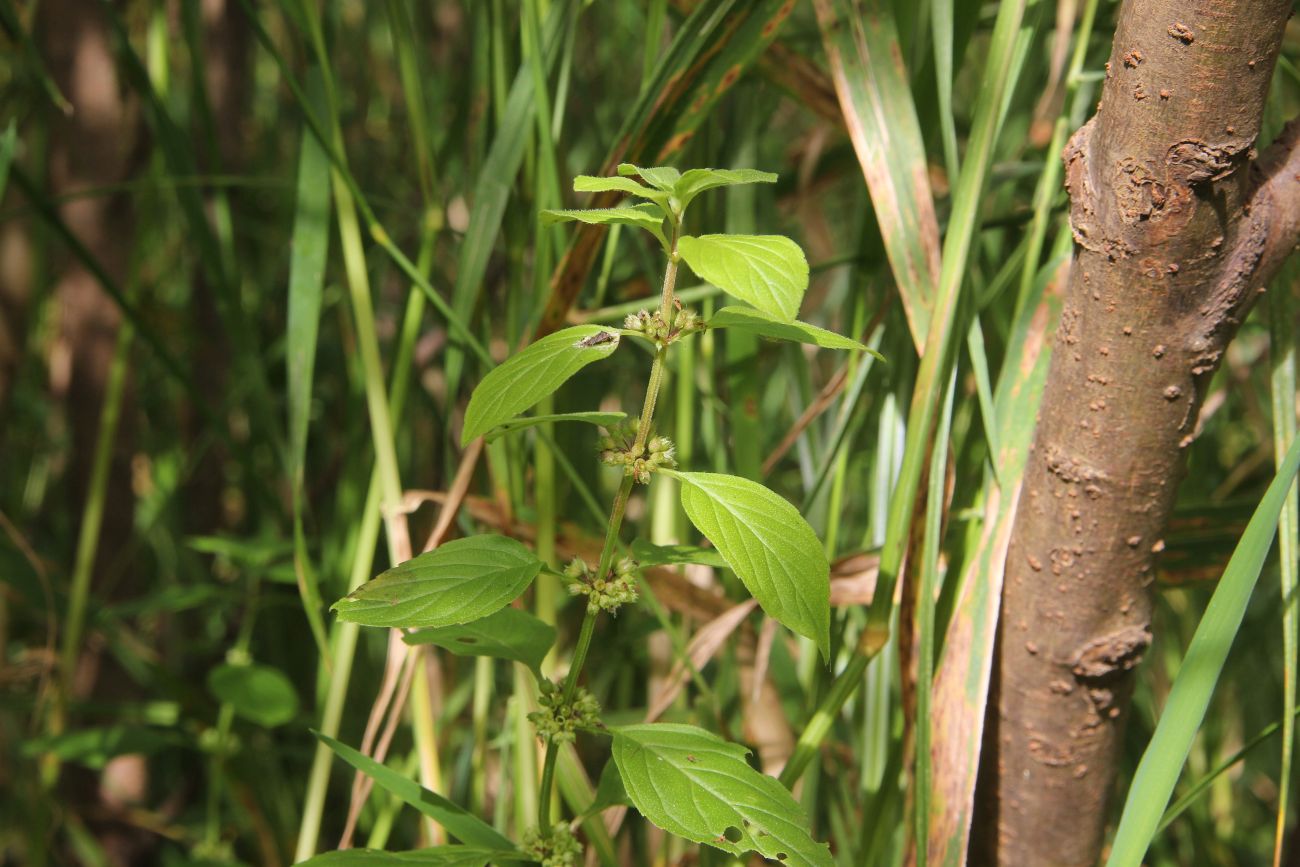 Image of Mentha arvensis specimen.