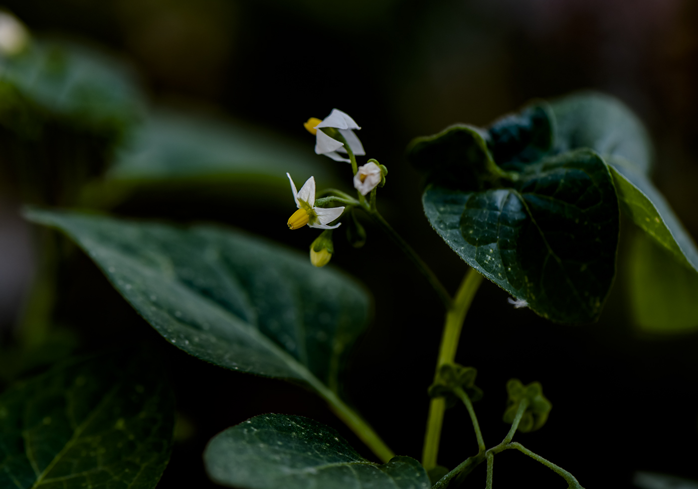 Изображение особи Solanum nigrum.