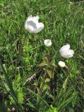 Anemone sylvestris