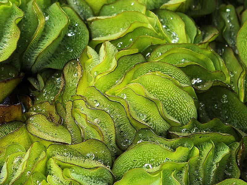 Image of Salvinia biloba specimen.