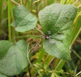 Cardamine dentata. Нижние листья с выводковыми почками. Архангельская обл., Красноборский р-н, междуречье рр. Сётра и Пойла. Конец августа.