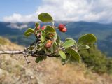 Cotoneaster tauricus. Веточка с плодами. Южный Берег Крыма, сев.-вост. склон горы Аю-Даг, каменистый склон. 06.08.2019.