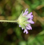 Knautia arvensis