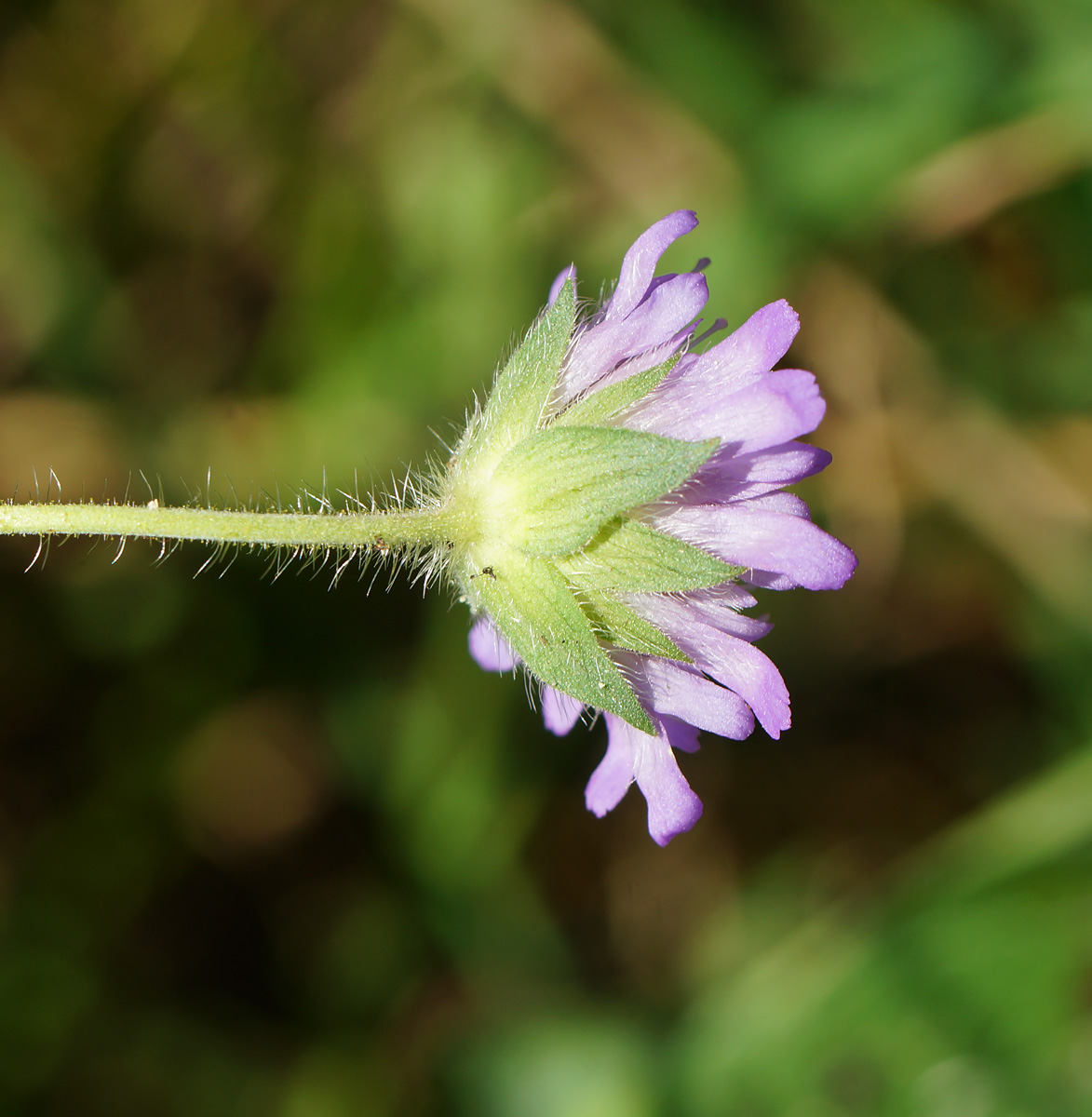 Image of Knautia arvensis specimen.