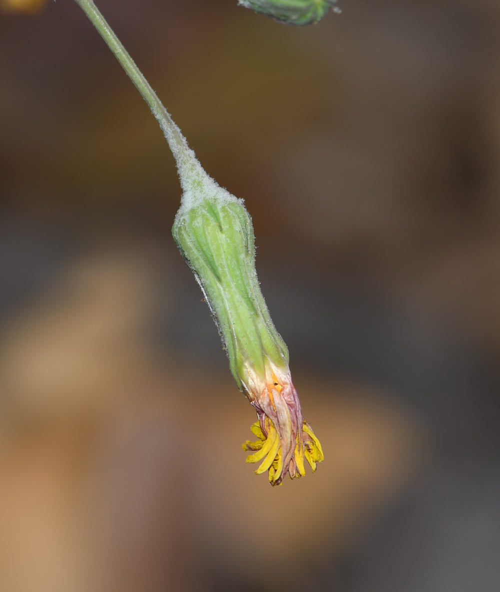 Image of Sonchus tenerrimus specimen.