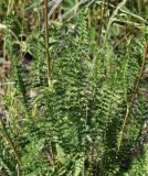 Filipendula vulgaris. Нижние части цветущих растений. Саратовская обл., Красноармейский р-н, окр. с. Белогорское, степь. 30.05.2019.