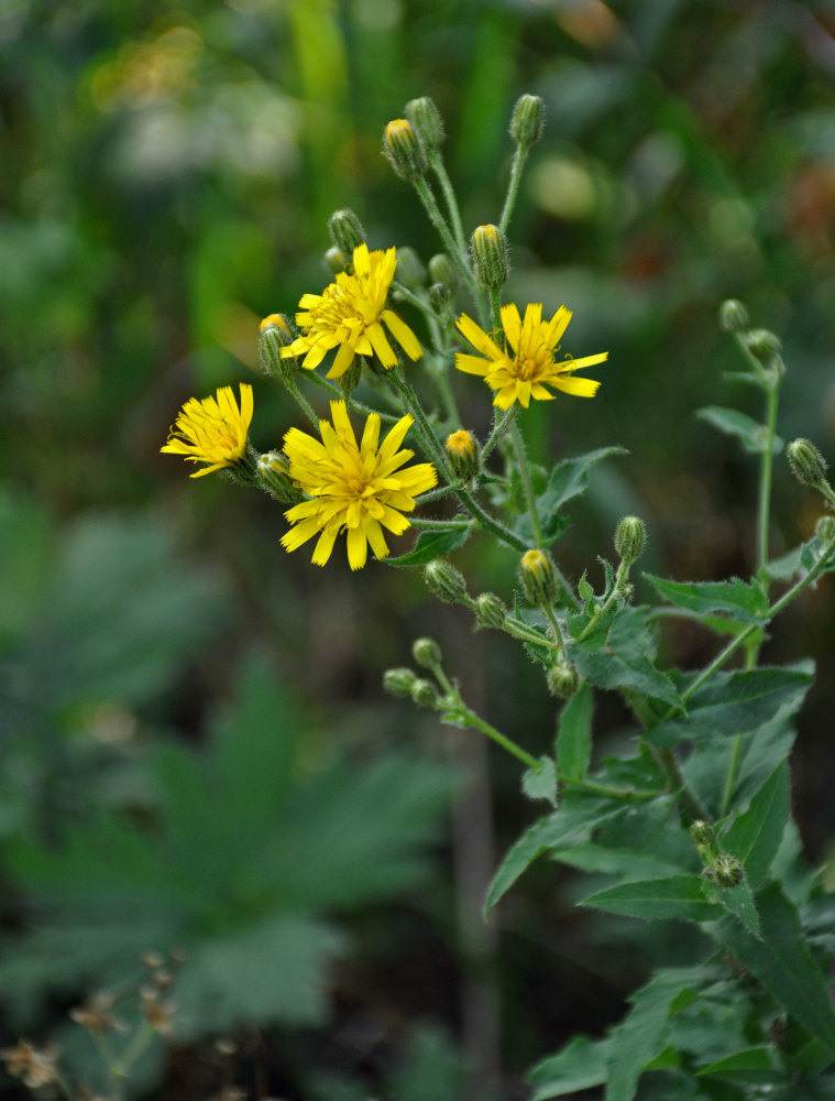 Изображение особи Hieracium krylovii.