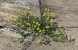 Lotus corniculatus