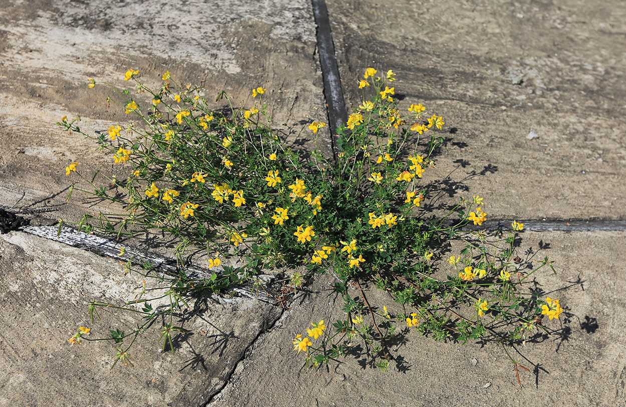 Image of Lotus corniculatus specimen.