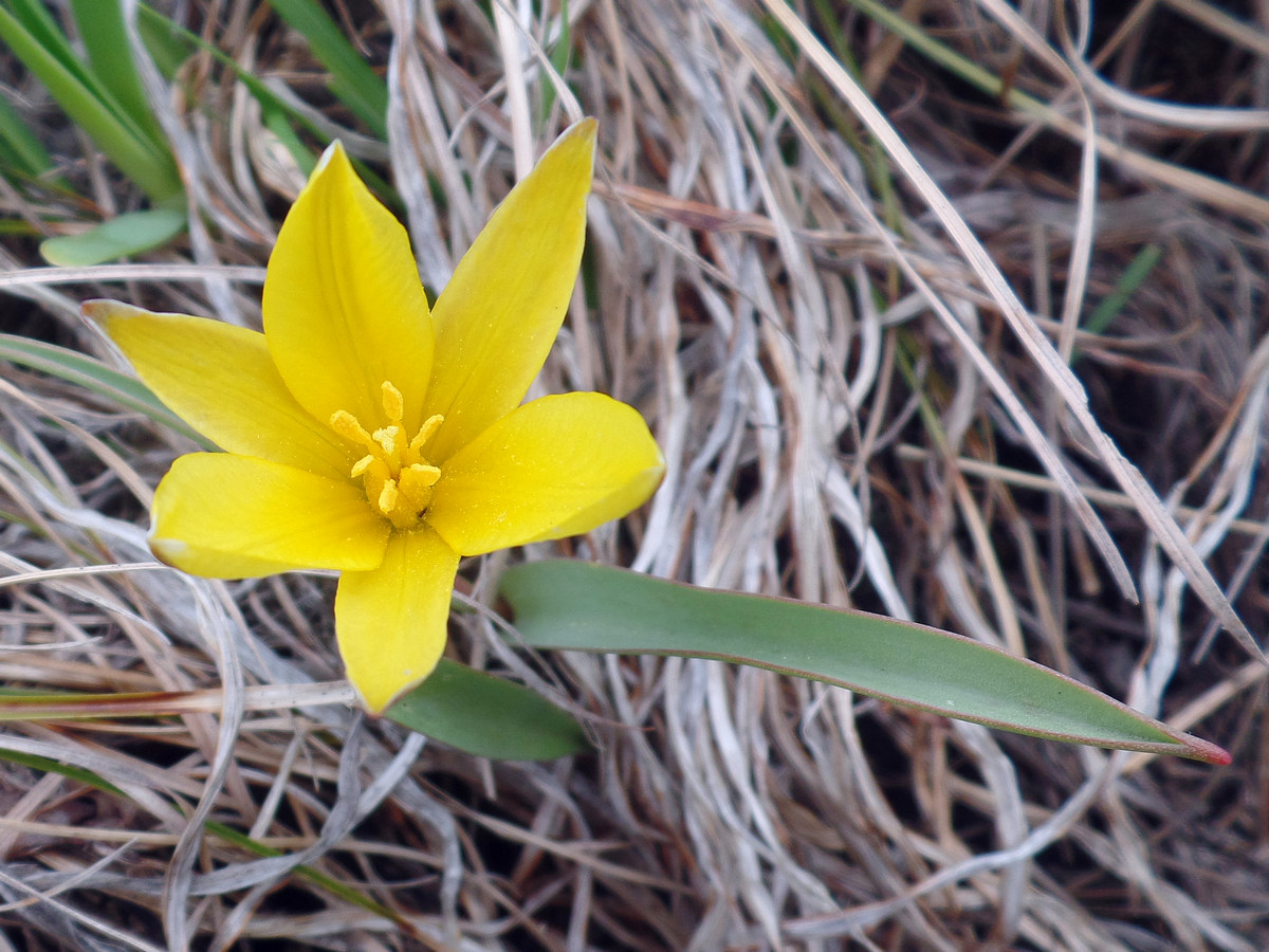 Изображение особи Tulipa heteropetala.