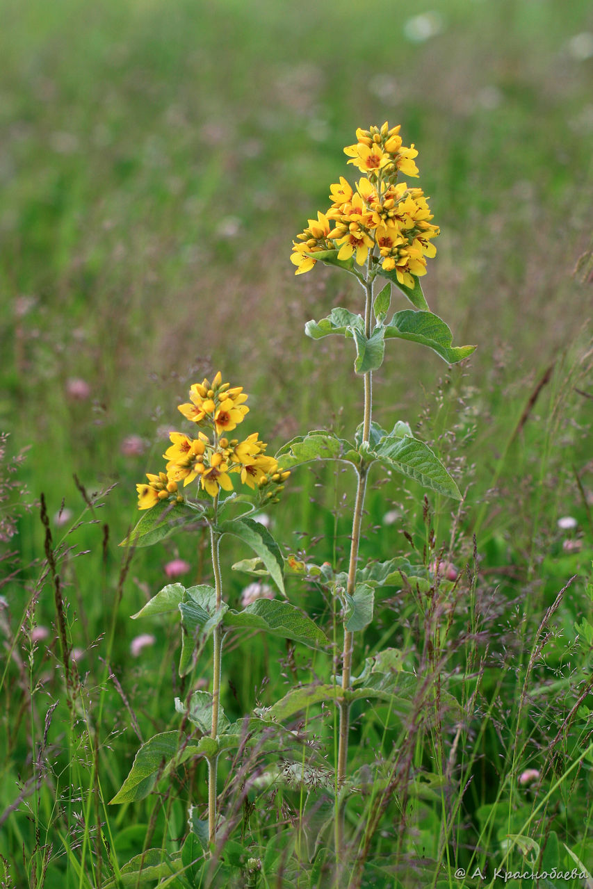 Изображение особи Lysimachia vulgaris.