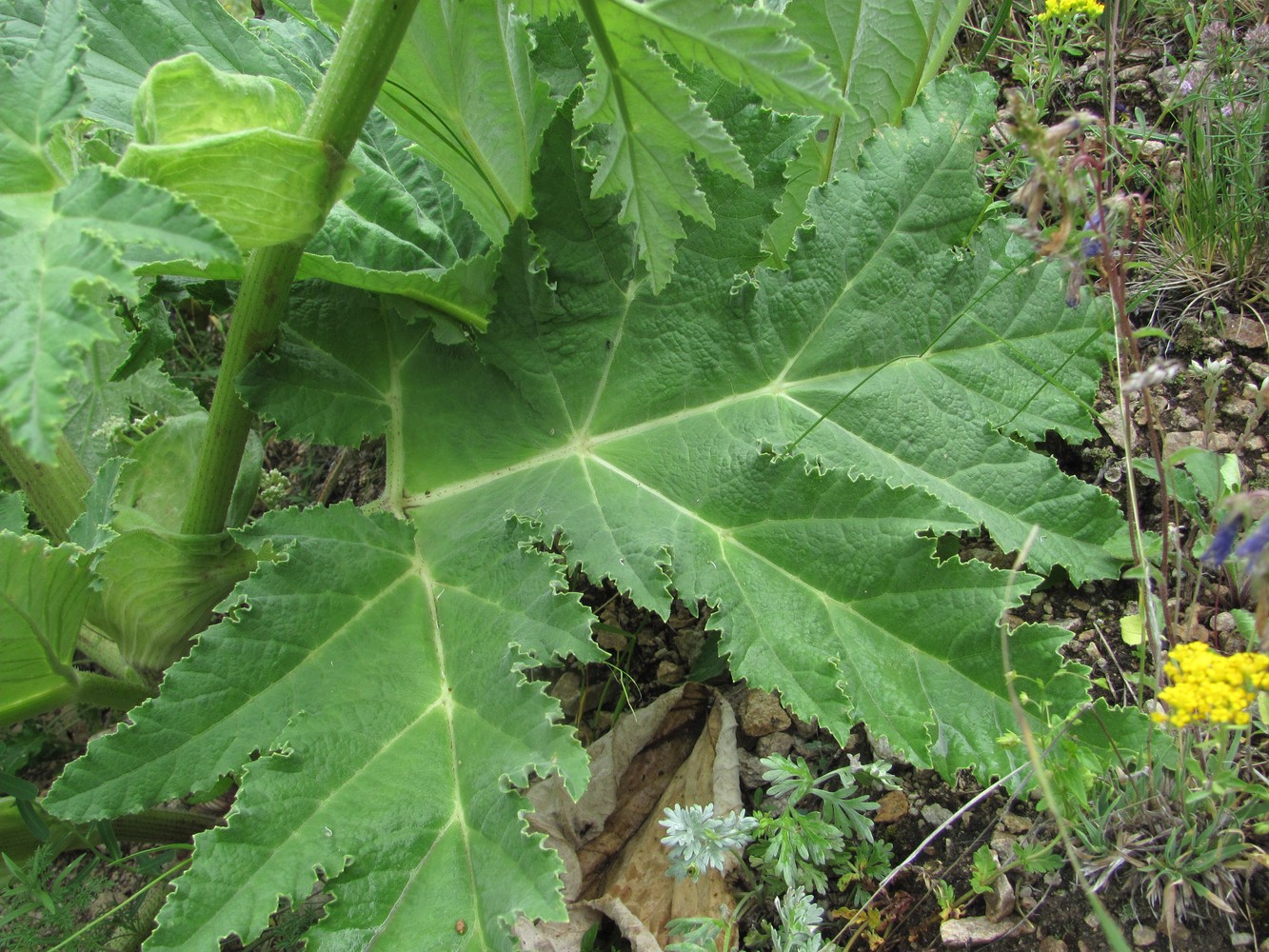 Изображение особи Heracleum leskovii.