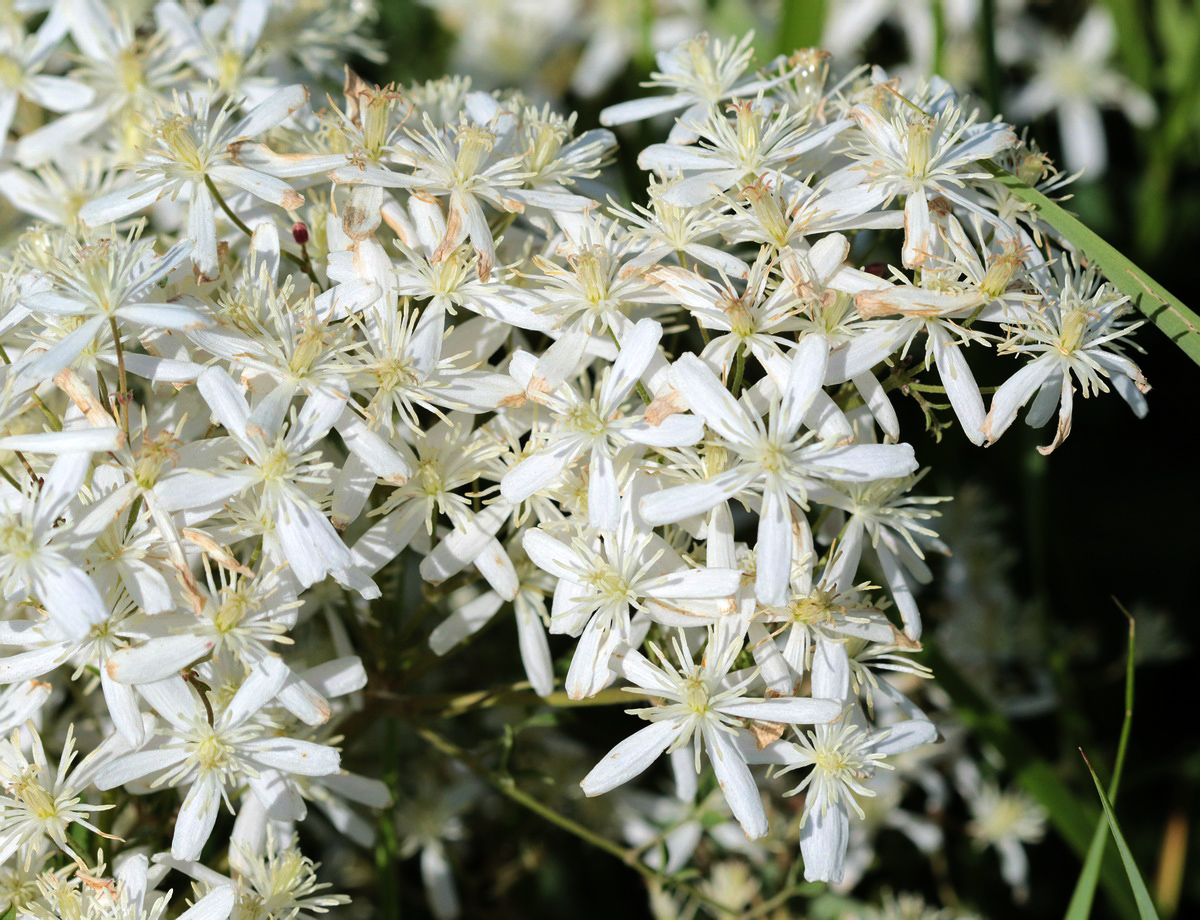 Image of Clematis lathyrifolia specimen.