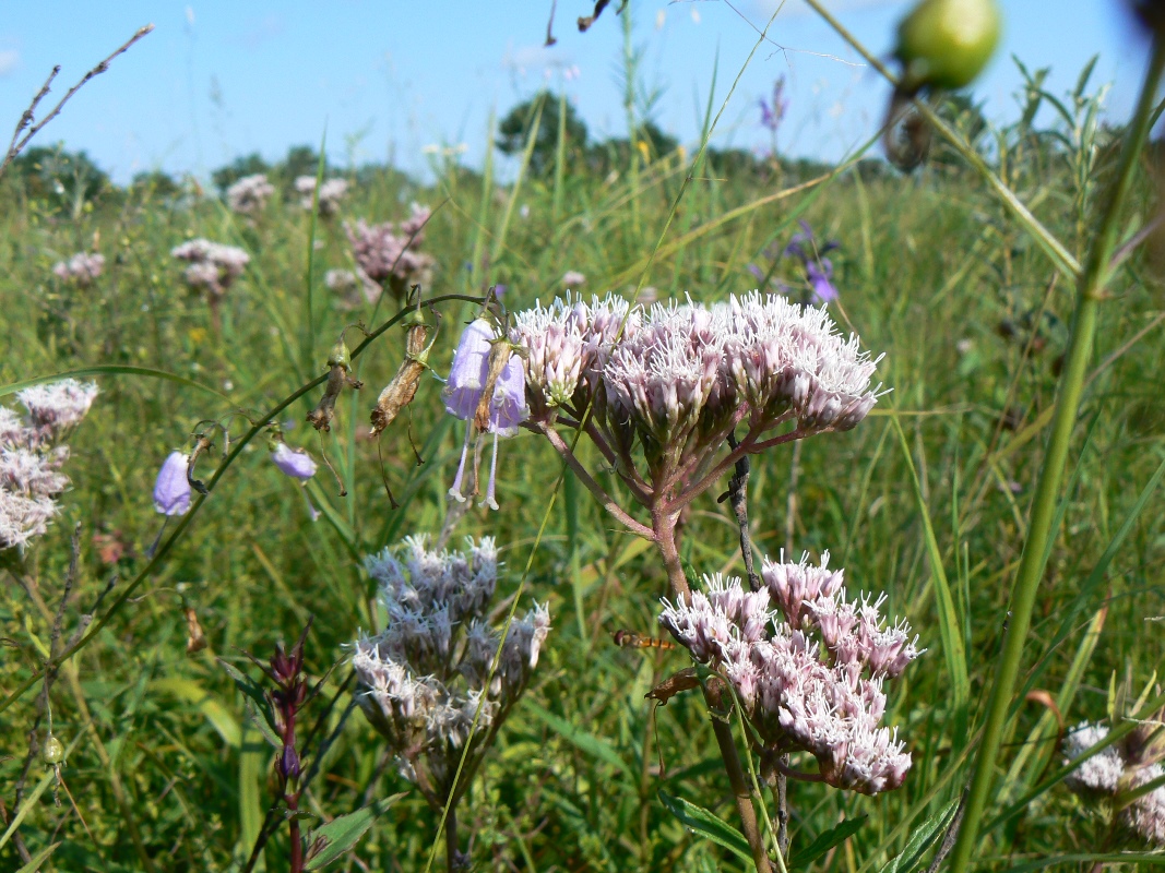 Image of Eupatorium lindleyanum specimen.