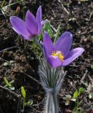 Pulsatilla patens