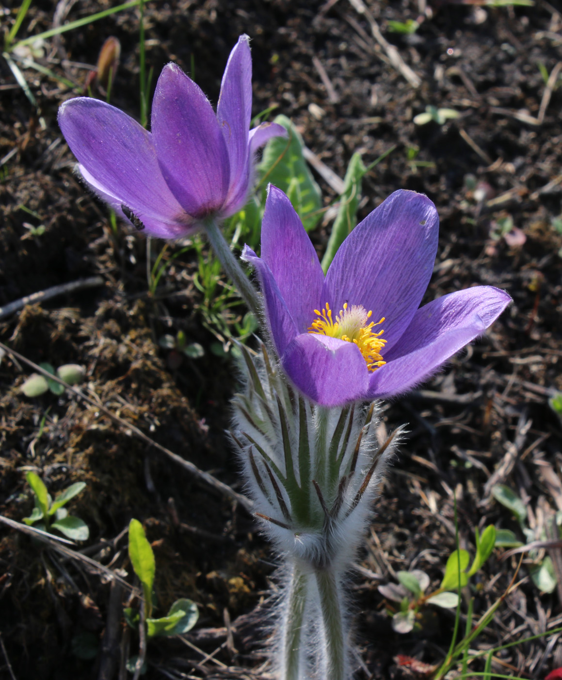 Image of Pulsatilla patens specimen.