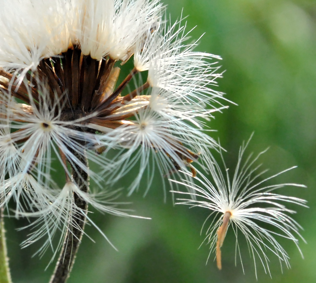 Image of Crepis sibirica specimen.