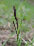 Carex acutiformis