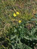 Diplotaxis tenuifolia