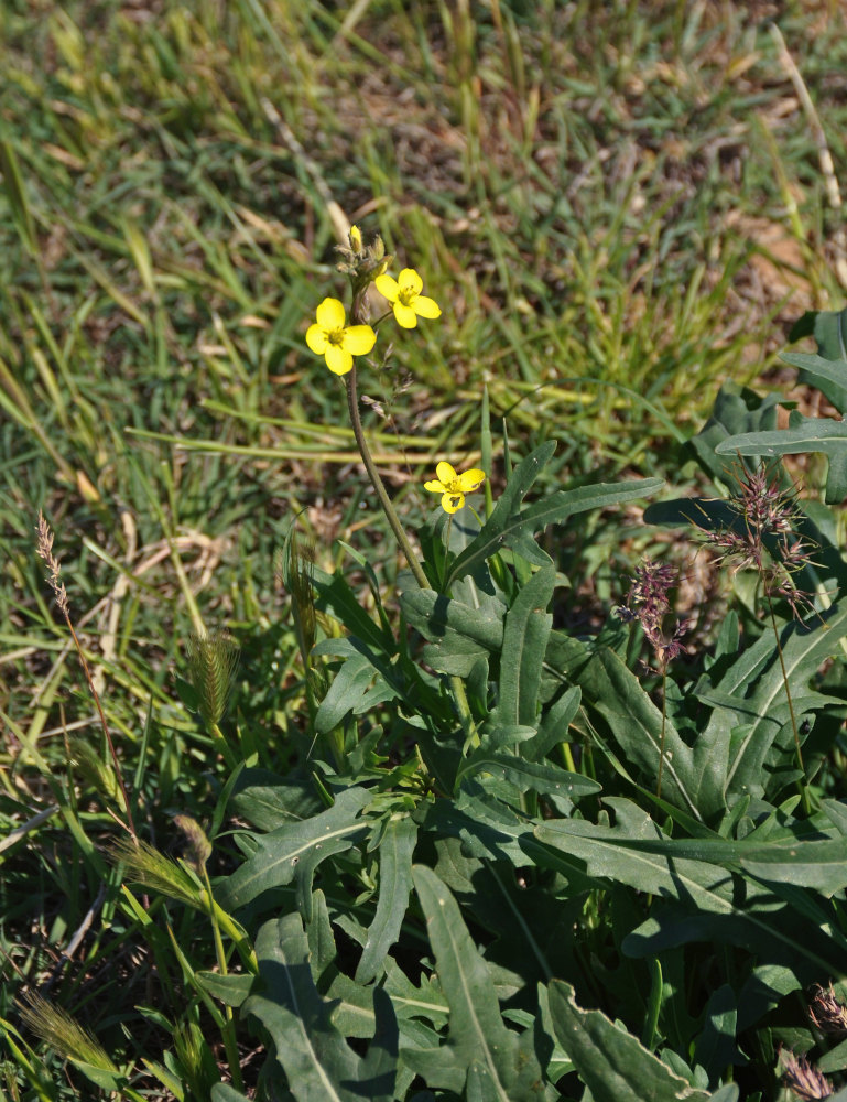 Image of Diplotaxis tenuifolia specimen.