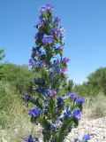 Echium vulgare. Верхушка соцветия. Южный Казахстан, Жамбылская обл., пойма р. Асса, поляна мелкого галечника посреди тугая. 25 июня 2021 г.