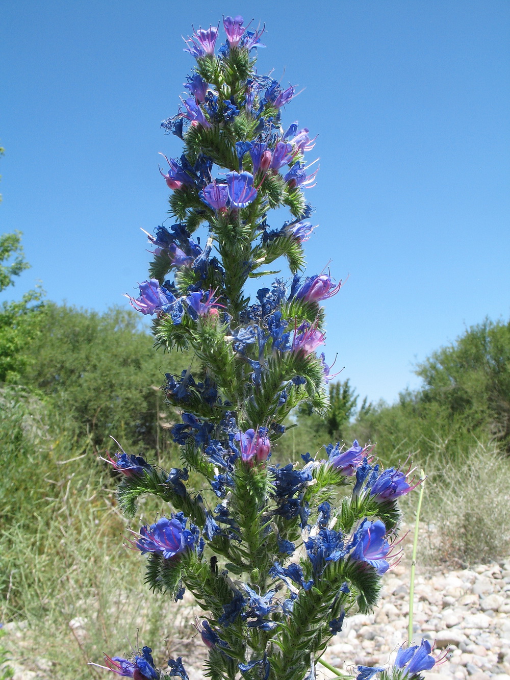 Image of Echium vulgare specimen.