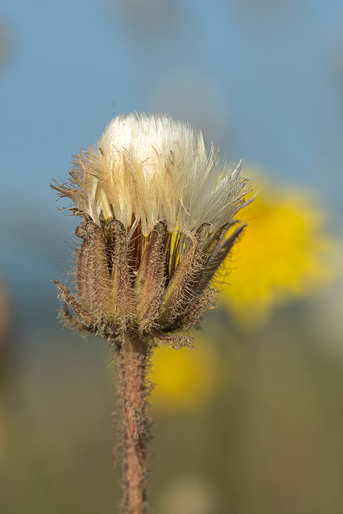 Изображение особи Crepis foetida.