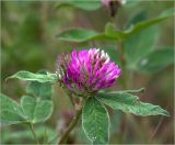 Trifolium medium