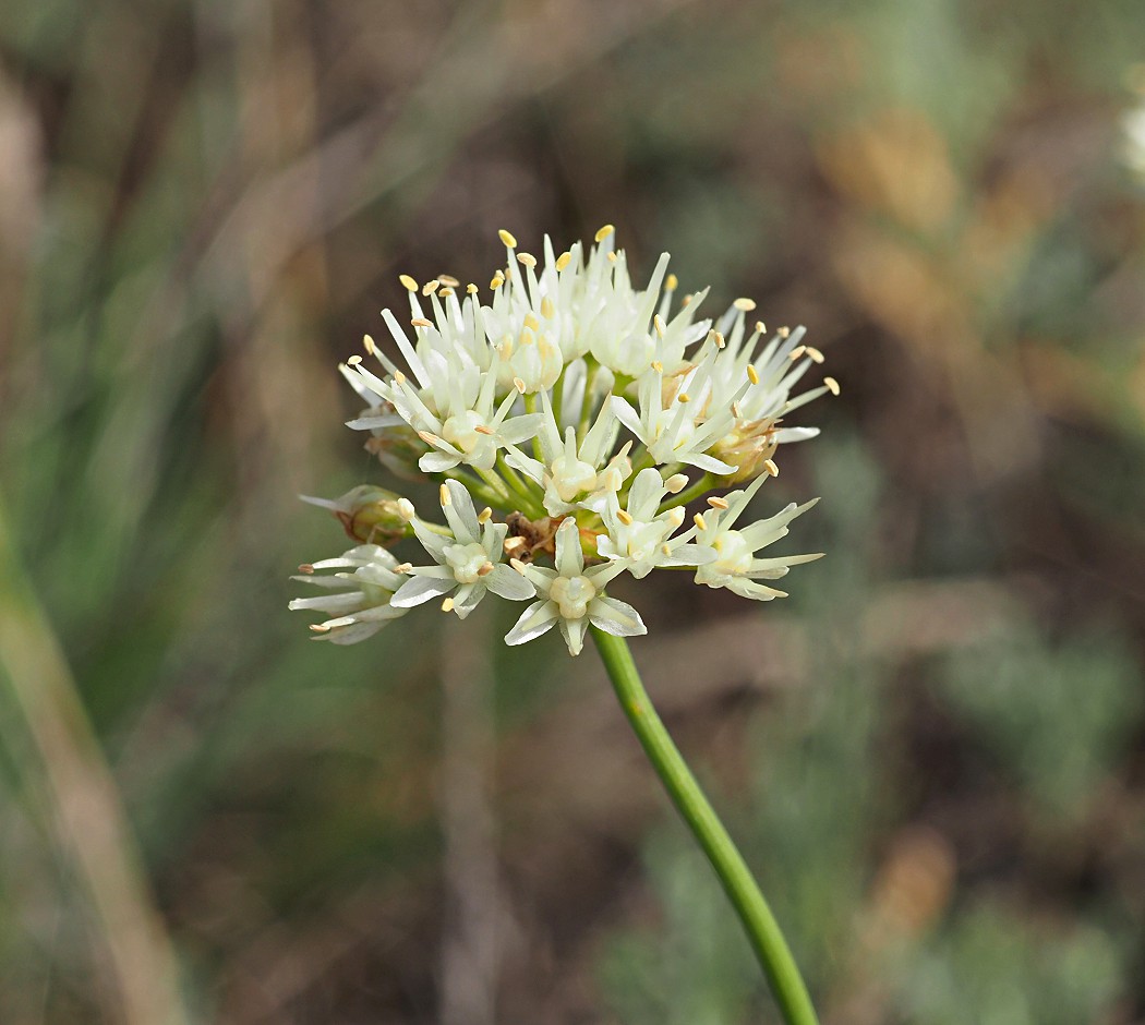 Image of Allium flavescens specimen.