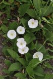 Convolvulus arvensis