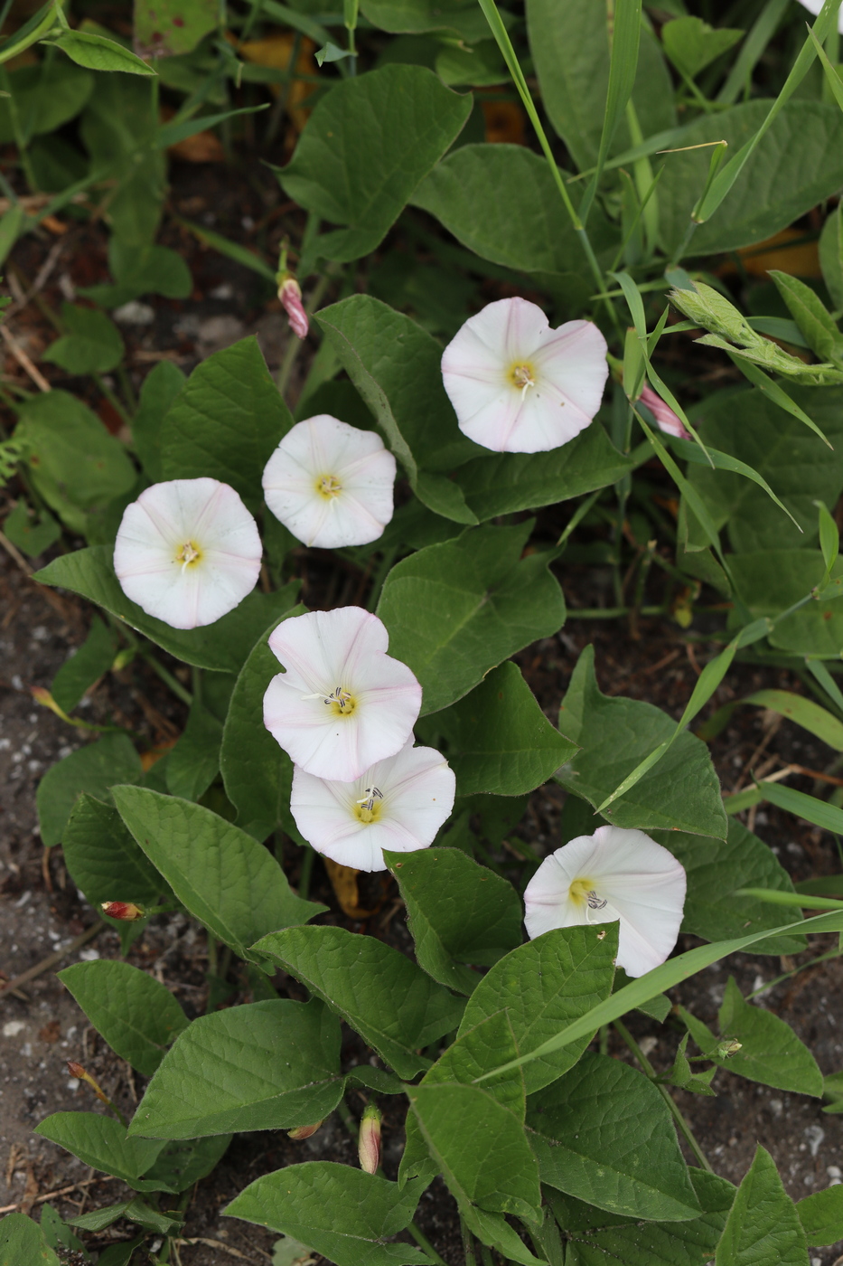 Image of Convolvulus arvensis specimen.