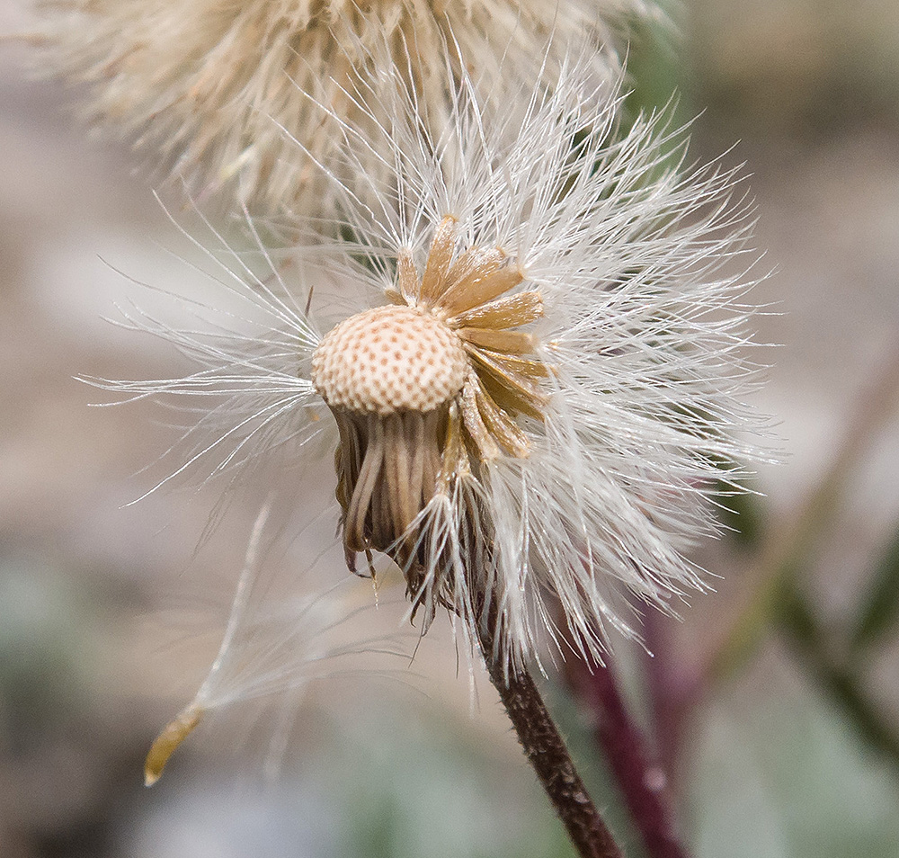 Image of Erigeron acris ssp. botschantzevii specimen.