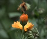 Calendula officinalis. Нераскрытое соцветие. Московская обл., Раменский р-н, окр. дер. Хрипань, садовый участок. 21.08.2021.