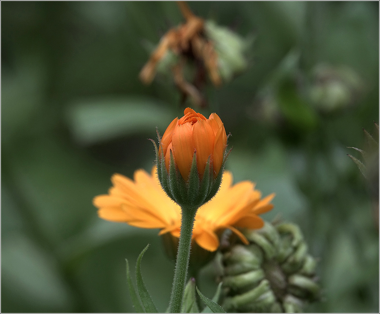 Image of Calendula officinalis specimen.