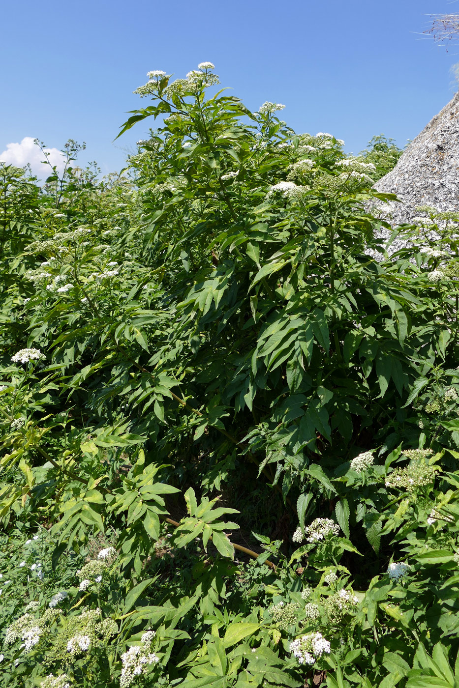 Image of Sambucus ebulus specimen.