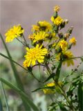 Hieracium umbellatum разновидность dunale. Верхушка цветущего растения. Ленинградская обл., Выборгский р-н, Финский залив, о-в Лисий, песчаный пляж. 09.08.2020.